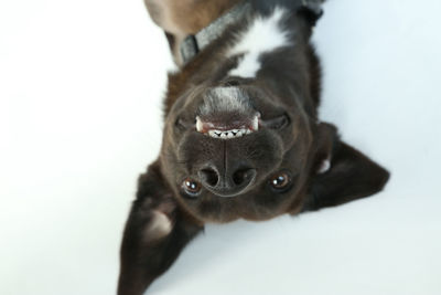 Close-up portrait of a dog