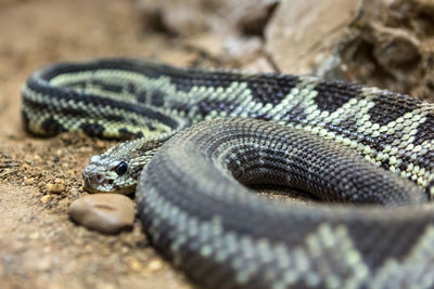 Close-up of lizard