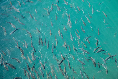 High angle view of fish swimming in sea