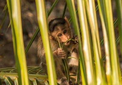 Portrait of young monkey holding plant