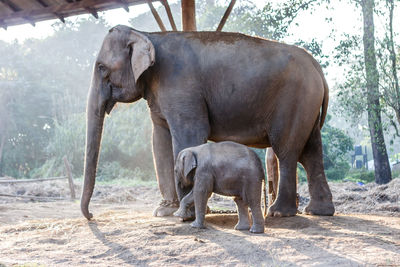 Elephant standing by trees