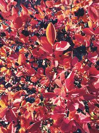 Full frame shot of flowering plant
