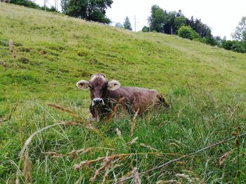View of an animal on grass