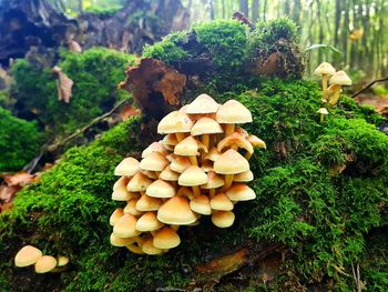 Close-up of mushrooms on wood