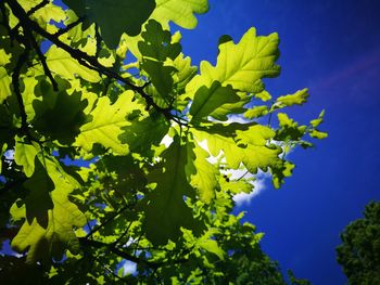 Low angle view of plant against blue sky