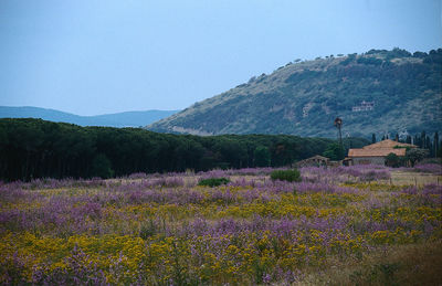 Purple flowers on field by mountains against clear sky