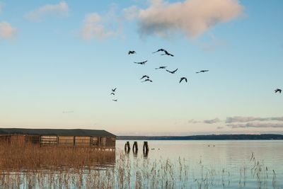 Birds flying over lake against sky during sunset