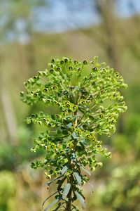 Close-up of fresh green plant