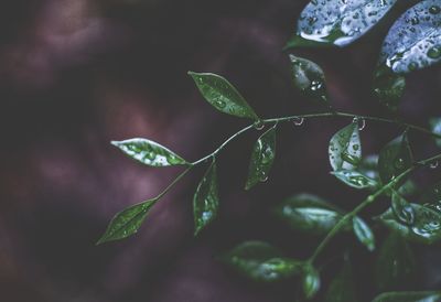 Close-up of fresh green leaves