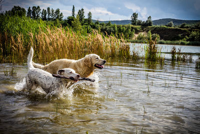 Dog on lake against sky