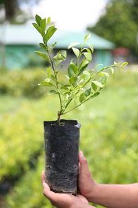 Cropped hands holding potted plant