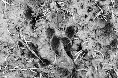 High angle view of a horse on field