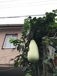 Low angle view of fruit growing on tree