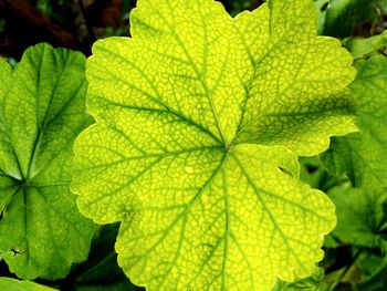 Close-up of green leaves on plant