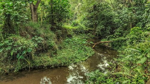 Plants growing by river in forest