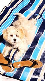 Close-up of dog