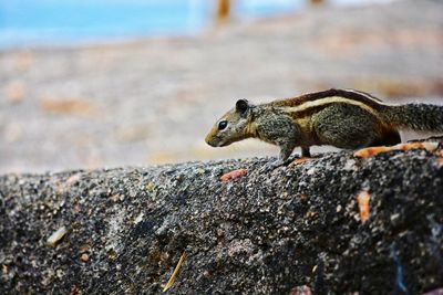 Close-up of squirrel