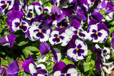 High angle view of purple flowering plants