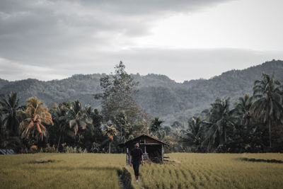 Rear view of agricultural field against sky