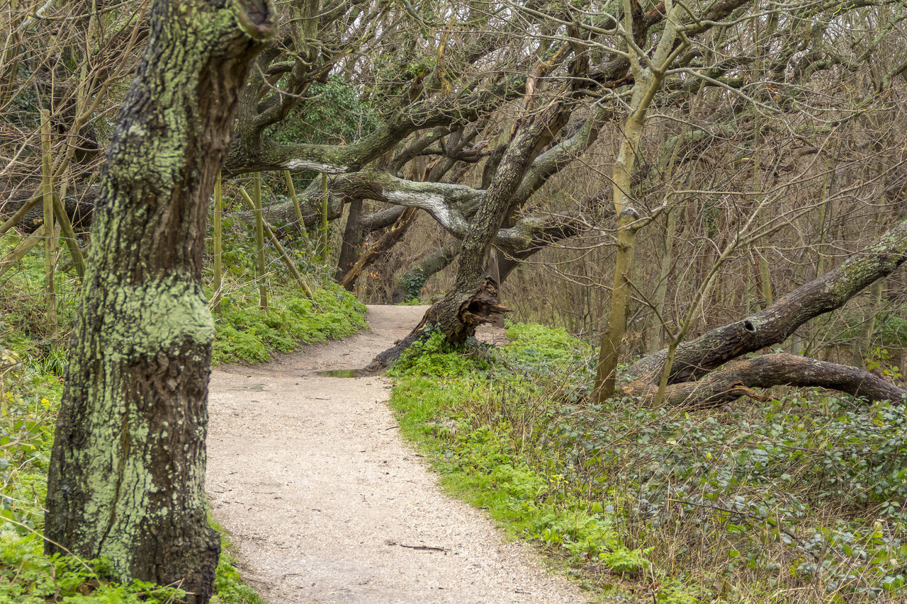 FOOTPATH AMIDST PLANTS IN FOREST