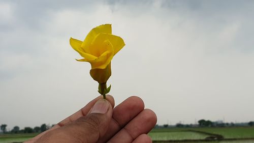 Close-up of hand holding yellow rose flower