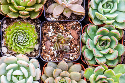 High angle view of fresh cactus plants