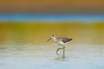 Close-up of bird perching on the beach