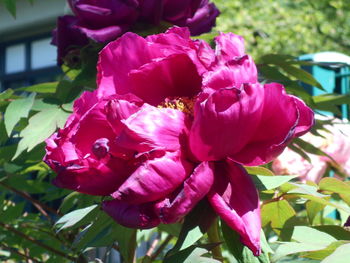 plant