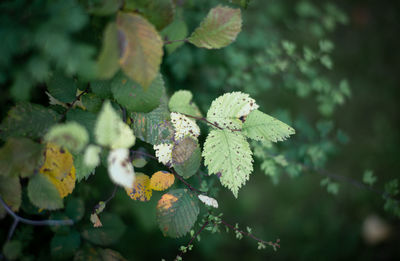 Close-up of flowering plant against tree