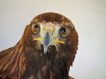 Close-up portrait of eagle