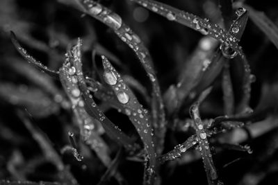 Close-up of wet plant during winter