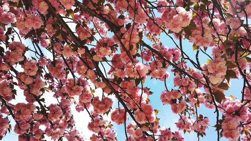 Low angle view of pink flowers