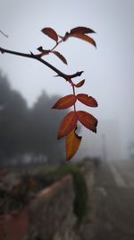 Close-up of leaves against sky