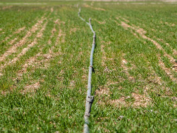 Close-up of grass on field