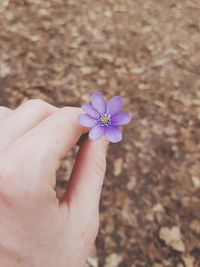 Close-up of hand holding purple flower