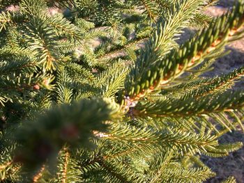 Close-up of pine tree
