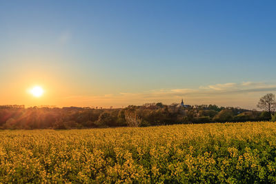 Scenic view of field at sunset