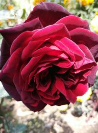 Close-up of pink rose