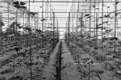 Birds in greenhouse