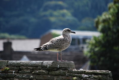 Bird perching on retaining wall