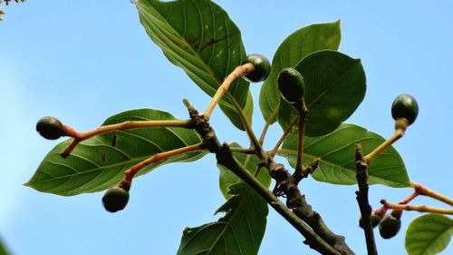 Low angle view of tree against clear blue sky