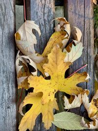 High angle view of dry leaves on wood