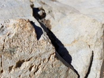 Close-up of a bird