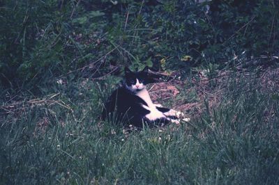 Cat lying on grass