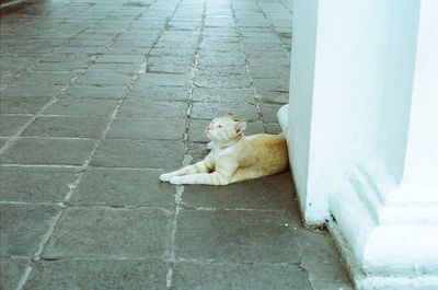 High angle view of cat relaxing on footpath
