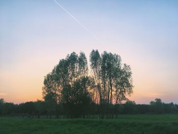 Trees growing on field against sky during sunset