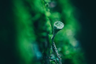 Close-up of plant on land