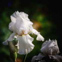 Close-up of white flowering plant