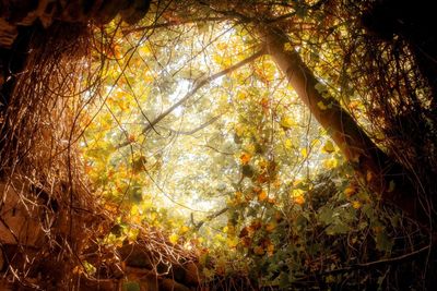 Low angle view of trees