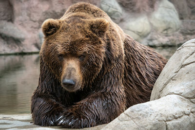 Kamchatka brown bear ursus arctos beringianus . brown fur coat, danger and aggresive animal. 